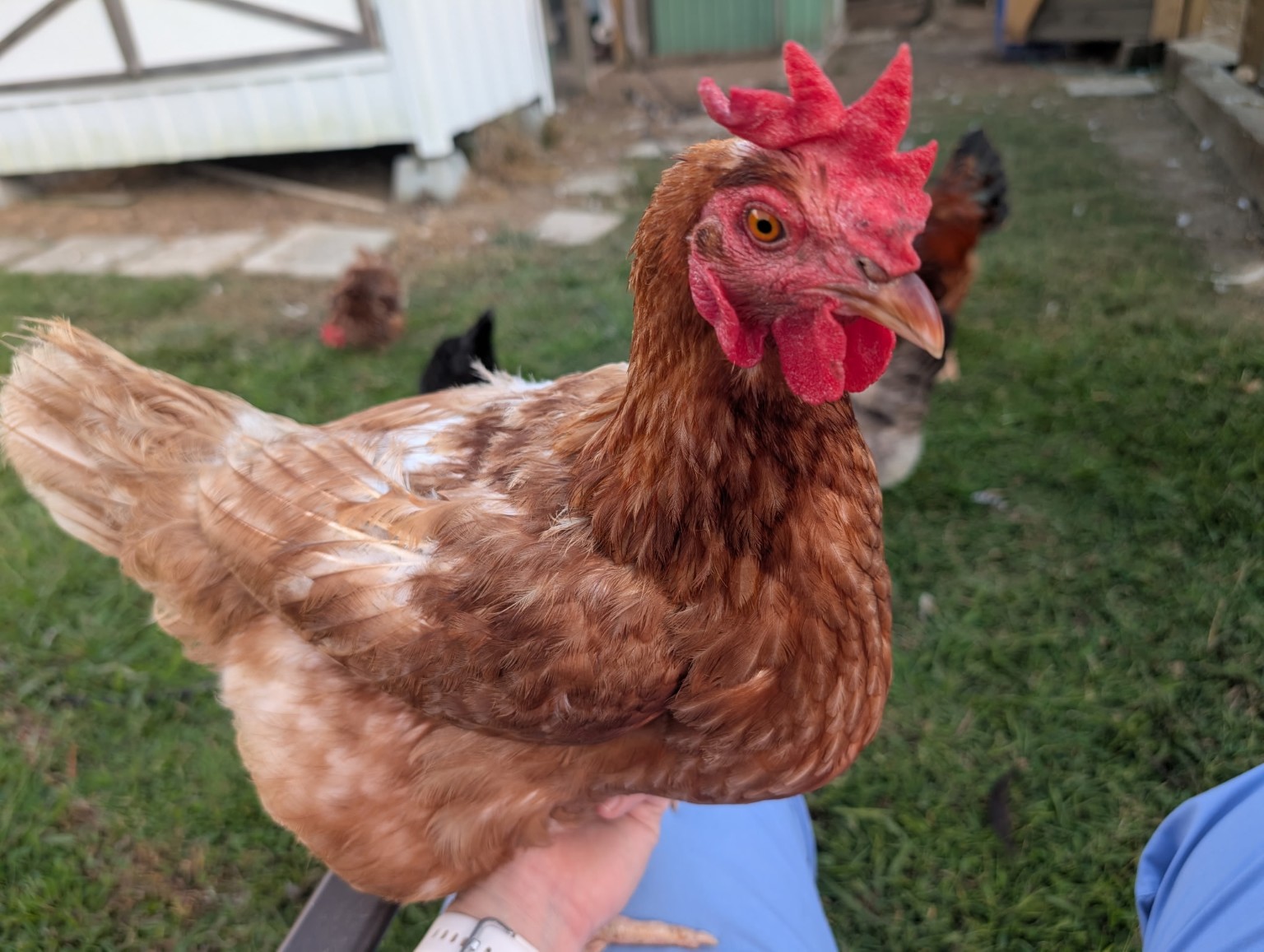 Brown hen close-up