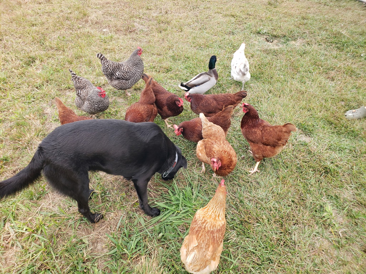 Dog walking with free range chickens