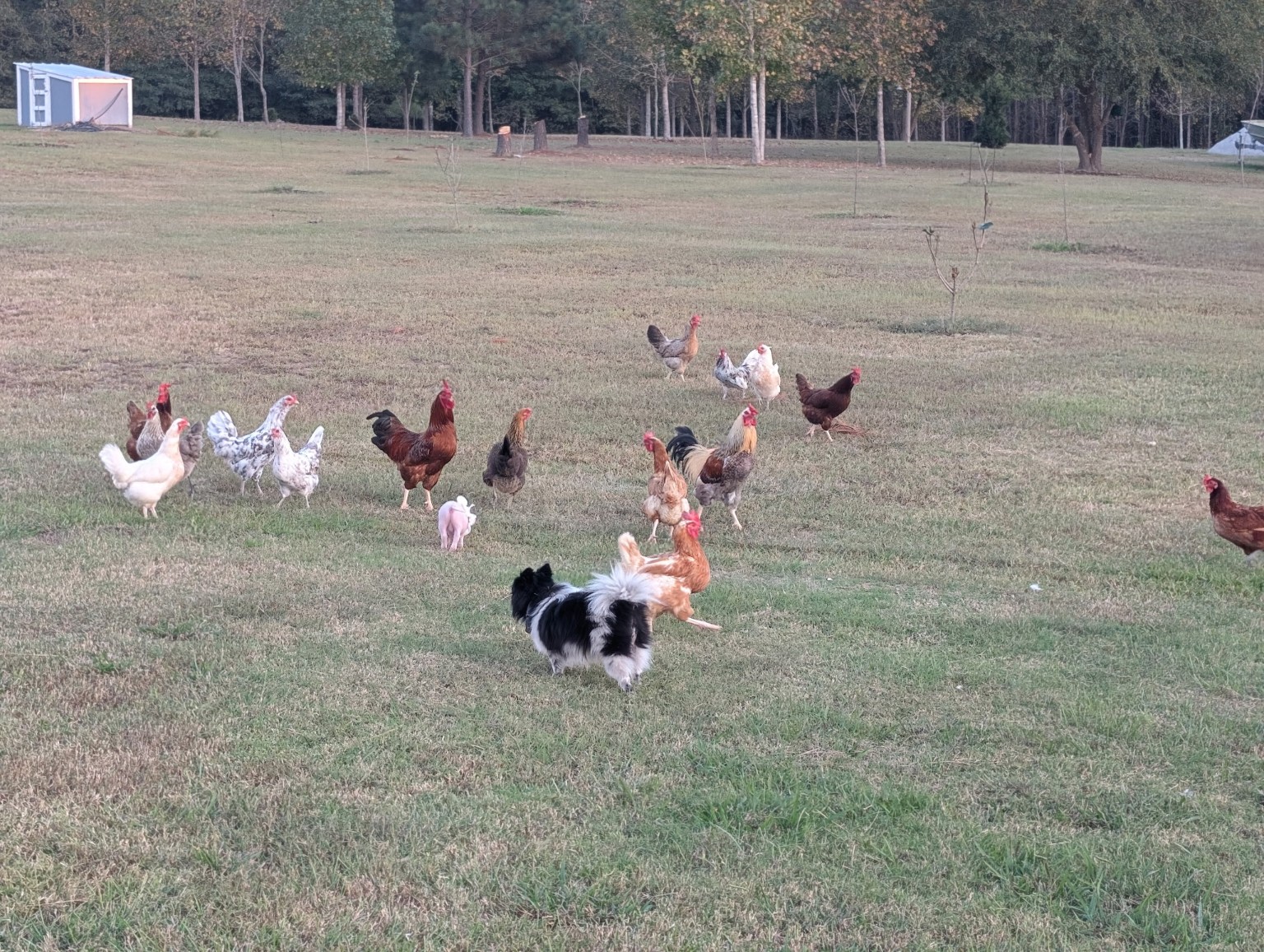 Free range flock roaming in pasture