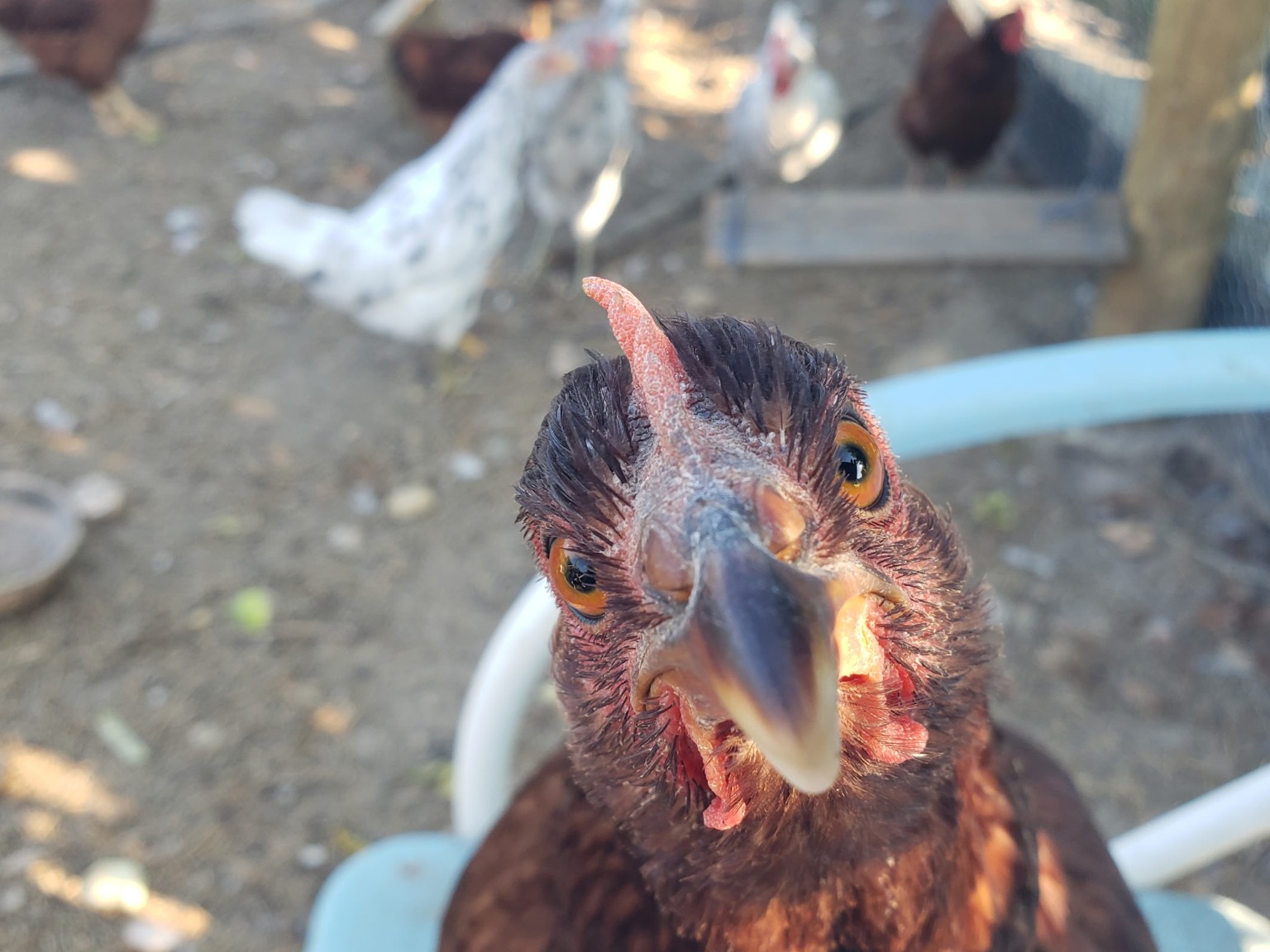 Curious chicken close-up