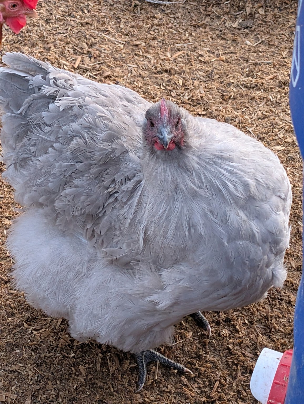 Grey fluffy hen