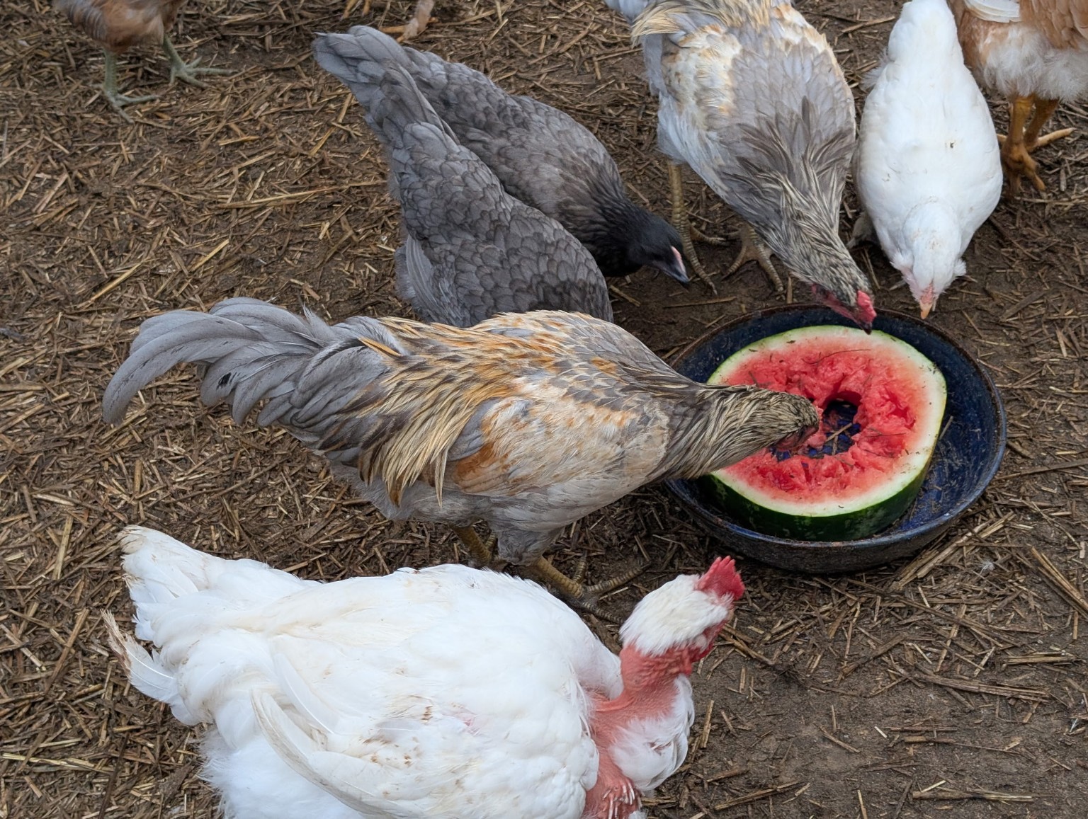Chickens enjoying watermelon